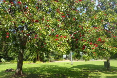 Schotia brachypetala
