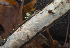 Vuilleminia comedens