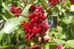 Schotia brachypetala