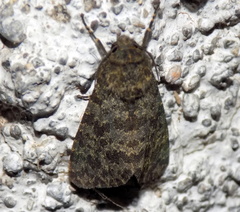 Olepa ricini