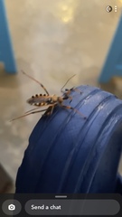 Rhynocoris punctiventris