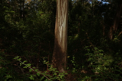 Eucalyptus saligna