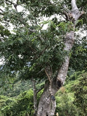 Celtis tetrandra