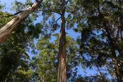 Eucalyptus saligna