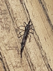 Idolothrips spectrum