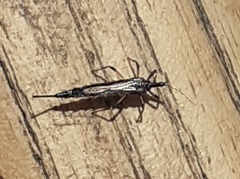 Idolothrips spectrum