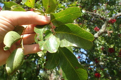 Schotia brachypetala