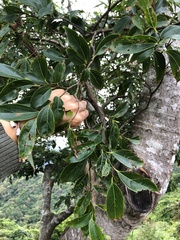 Celtis tetrandra