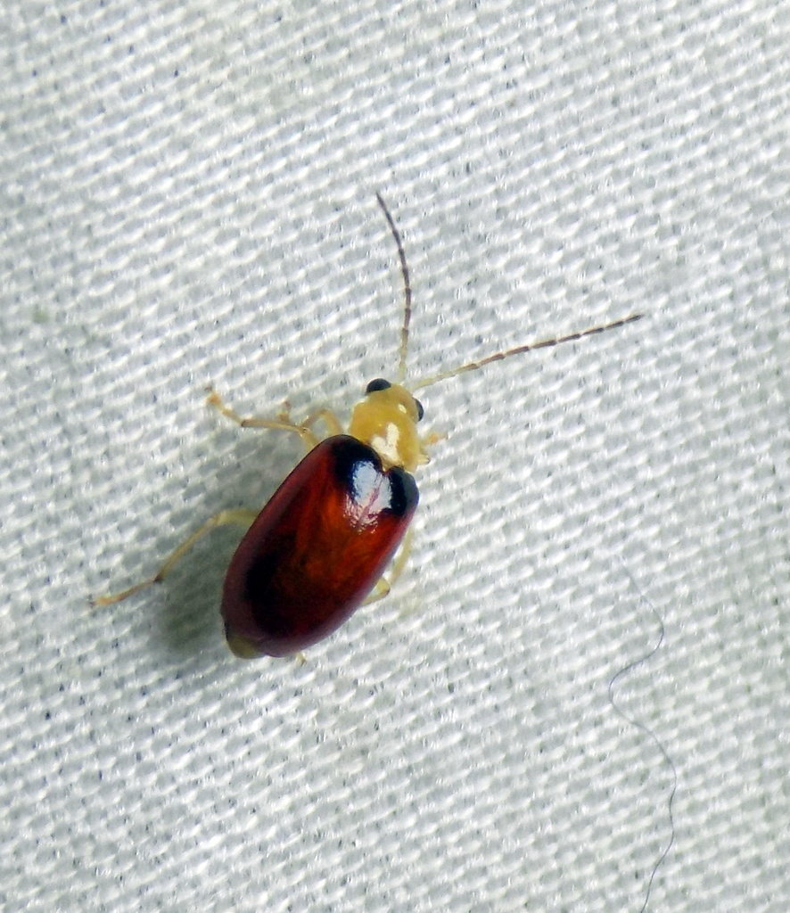 Monolepta flavicornis