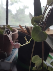 Ceropegia linearis
