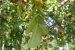 Schotia brachypetala