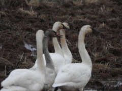 Cygnus columbianus columbianus