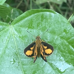Pardaleodes edipus