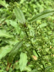 Rumex japonicus