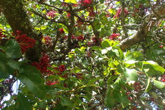 Schotia brachypetala