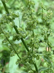 Rumex japonicus