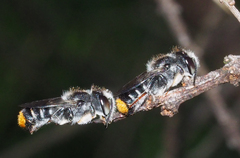 Megachile ferox