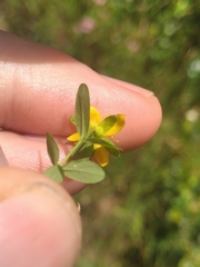 Hypericum humifusum