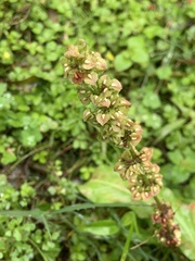 Rumex japonicus