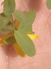 Hypericum humifusum