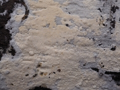 Sistotrema sernanderi