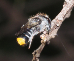 Megachile ferox