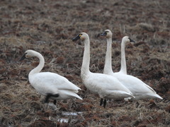 Cygnus columbianus columbianus