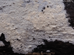 Sistotrema sernanderi