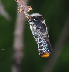 Megachile ferox