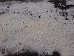 Sistotrema sernanderi