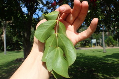 Schotia brachypetala
