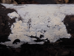 Sistotrema sernanderi