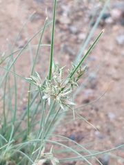 Cyperus