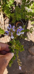 Salvia chamelaeagnea