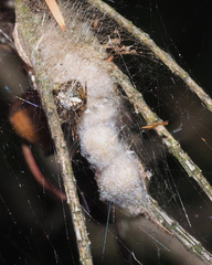 Araneus albotriangulus