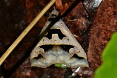 Tephriopis divulsa