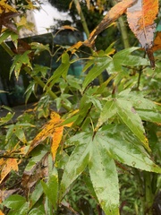 Acer serrulatum
