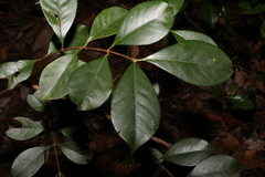 Psidium cattleyanum