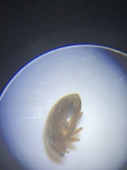 Rhyzobius chrysomeloides