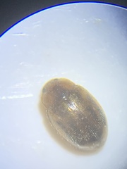 Rhyzobius chrysomeloides