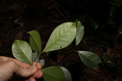 Psidium cattleyanum