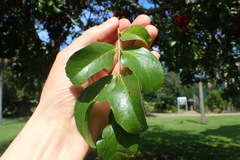 Schotia brachypetala