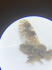 Tephritis neesii