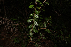 Psidium cattleyanum