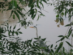 Ardea cinerea