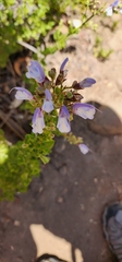 Salvia chamelaeagnea