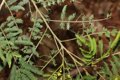 Acacia irrorata