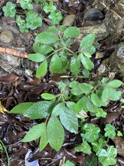 Callicarpa formosana formosana