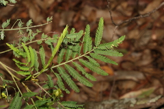 Acacia irrorata
