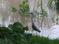 Ardea cinerea